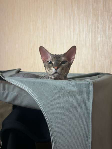 Вязка кота!)