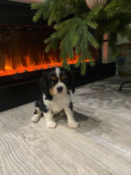 Щенки Кавалер Кинг Чарльз спаниель в Туле