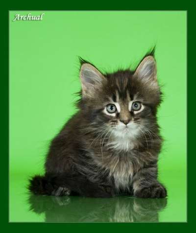 мейн кун котята из питомника в Тюмени фото 8