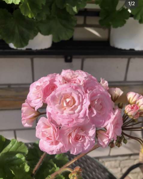 Сортовые пеларгонии в Брянске