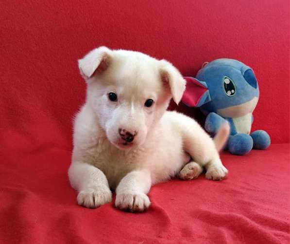 Неописуемой красоты белый щенок