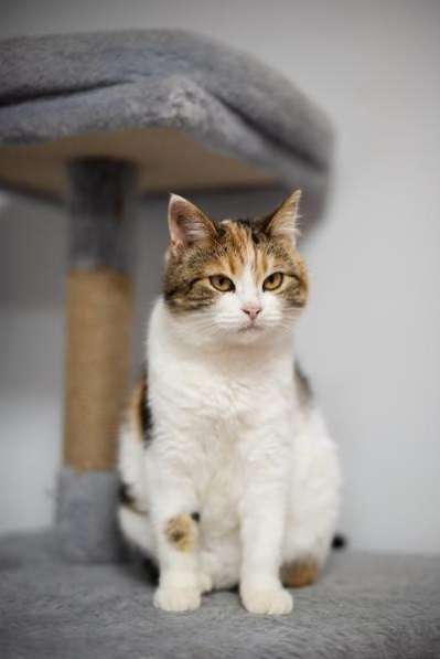 Необычная красавица Летти в добрые руки в Москве фото 3