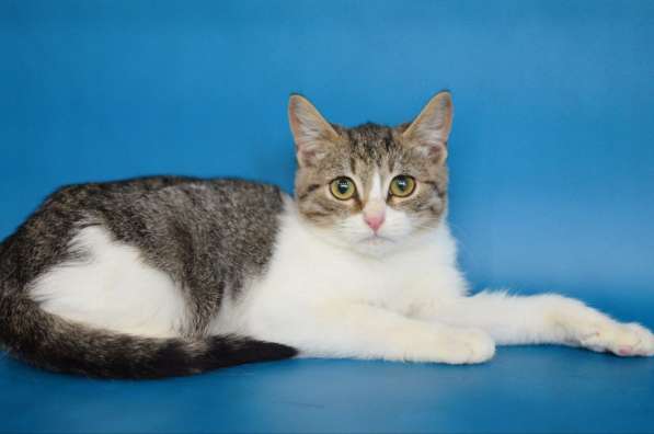 Ищут дом Сёма и Сева в Москве фото 7