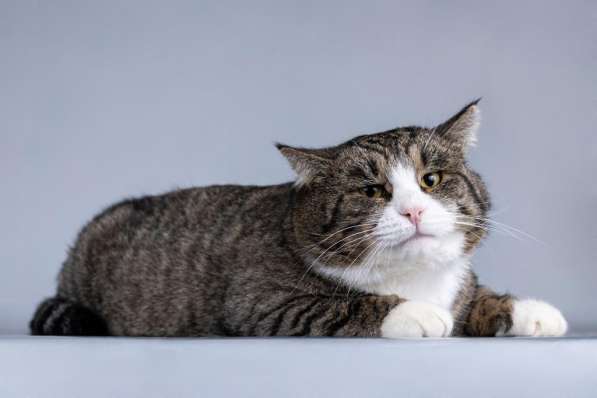 Молодая кошачья семья ищет дом в Москве фото 6