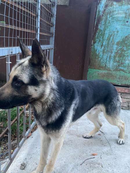 Отдаём в добрые руки в Армавире