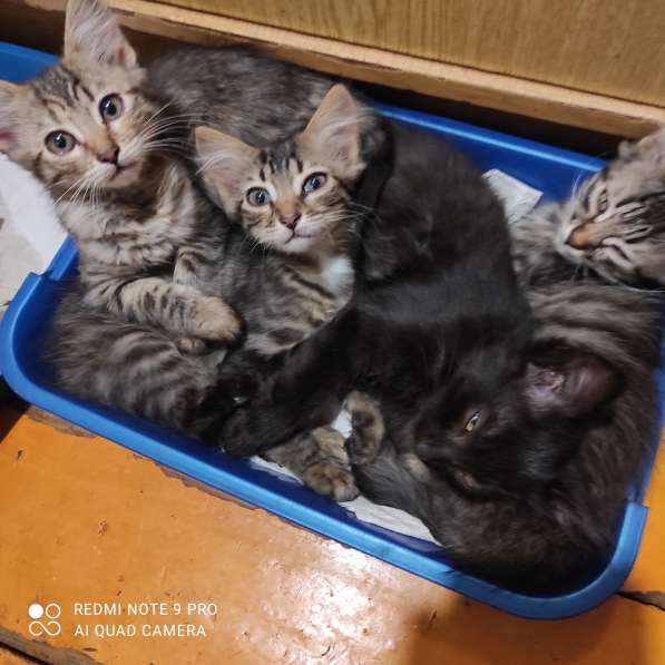 Котята в добрые руки в фото 9