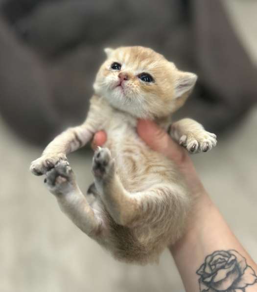 Котёнок золотая шиншилла в Калуге фото 6