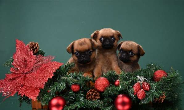 Щенки пти-брабансона