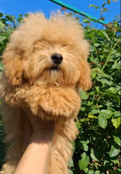 Maltipoo. Boy в