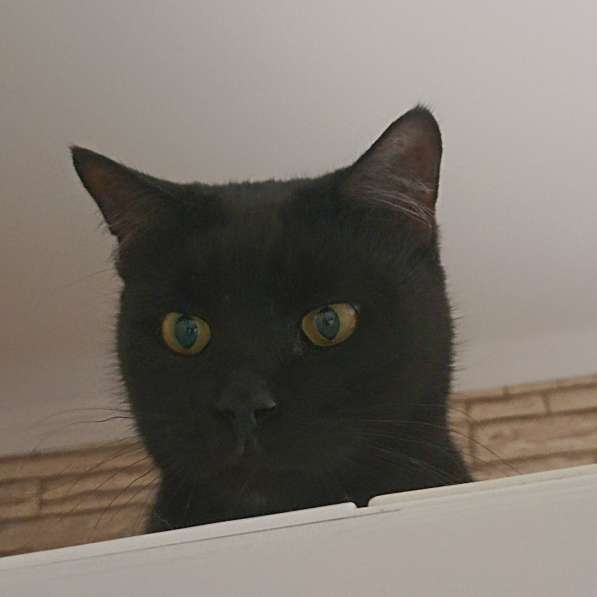 Обаяшка в дар. Котик в фото 7