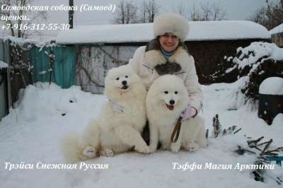 Самоед щенки в Барнауле фото 8