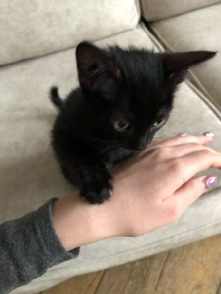 Отдаём чёрного среднешерстного котёнка в хорошие руки!