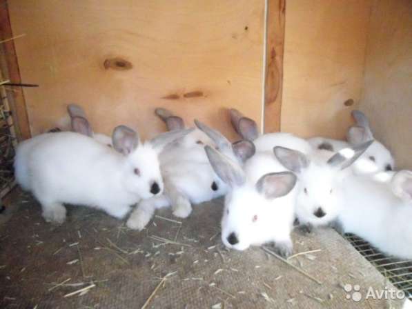 Кролики Калифорнийской породы в фото 5