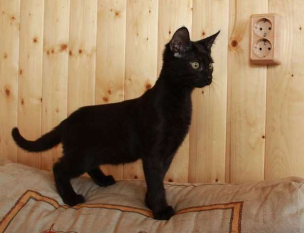 Котята в добрые руки. Рыжие девочки в Москве фото 32