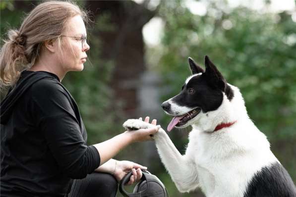 Красивый пёс Рэнди в добрые руки! в Москве фото 45