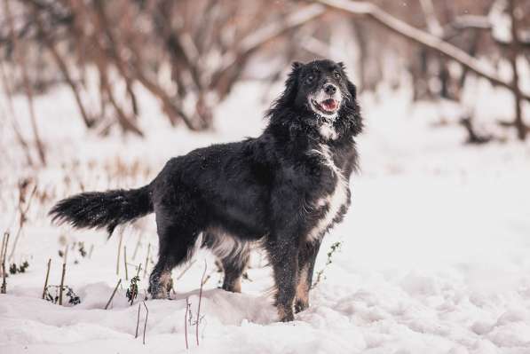 Весёлая, ласковая Чукча ищет семью в Москве фото 19