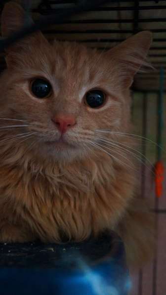 Ласковый кот Лео в добрые руки в Москве фото 12