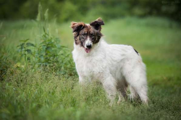 Пушистая красавица Электра ищет семью в Москве фото 11