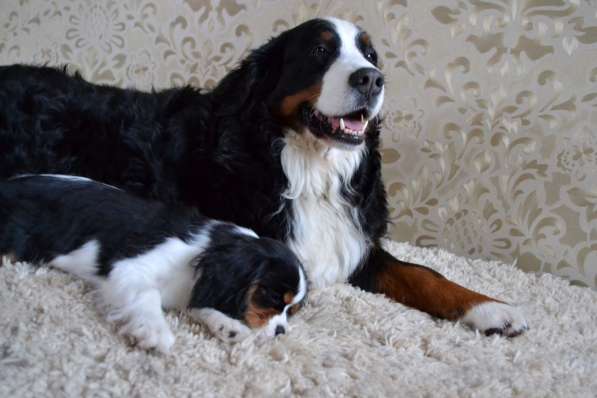 Щенки бернского зенненхунда из питомника в Москве фото 34
