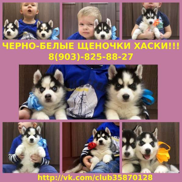 Выставочные красавцы хаски