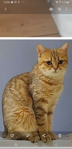 Британские котята золотая шиншилла. ny 25(11).Бельгия в 