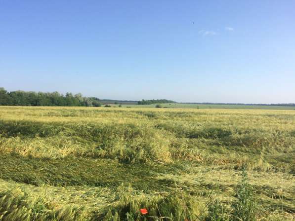 Краснодар продается срочно земля сельхозназначения 286 ге в Краснодаре фото 8
