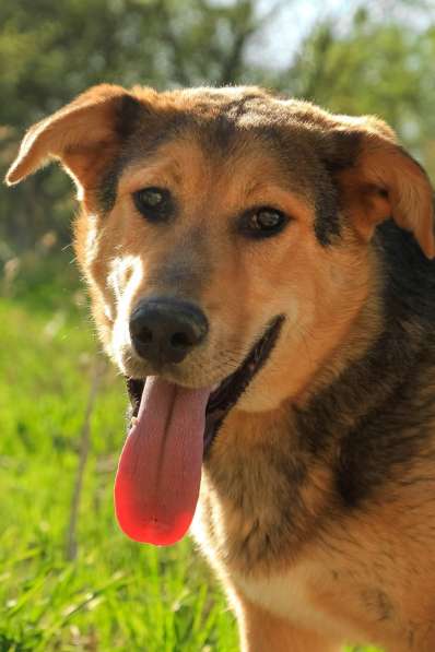 Собака в хорошие руки в Санкт-Петербурге