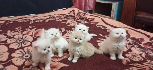 Продам персидских котят в 