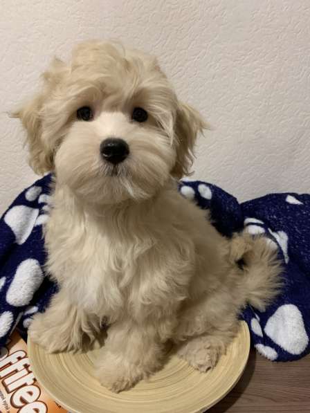 Мальтипу ф-1