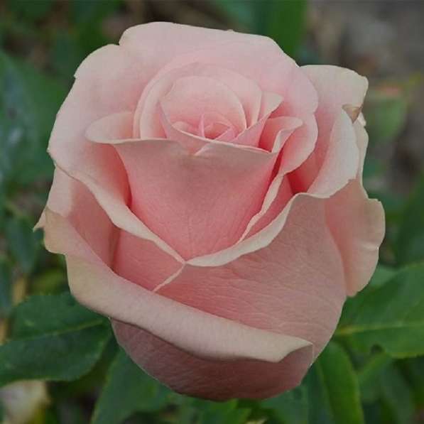 Саженцы роз ОПТОМ в Омске фото 9
