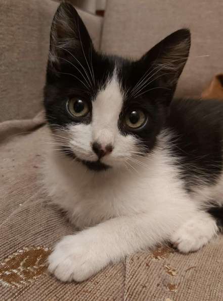 Котята Алмазик и Топазик ищут дом! в Москве фото 23