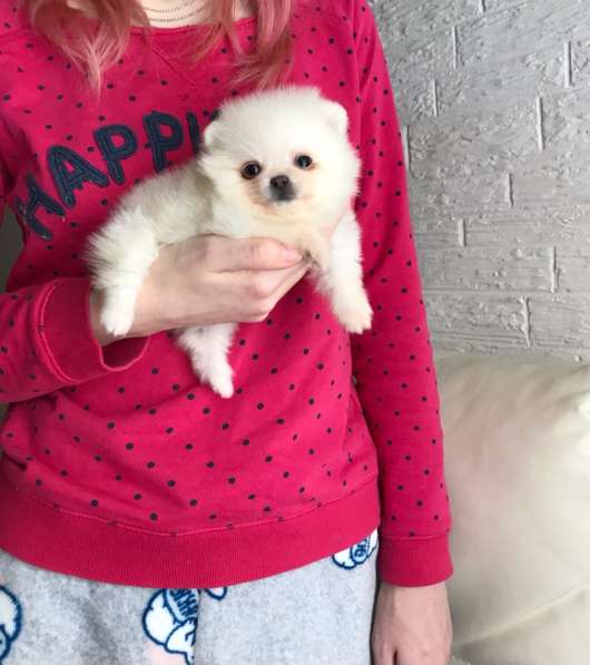 Щенки Шпица в Саратове фото 14