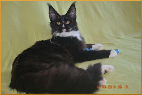 Великолепные котята мейн-кун из питомника