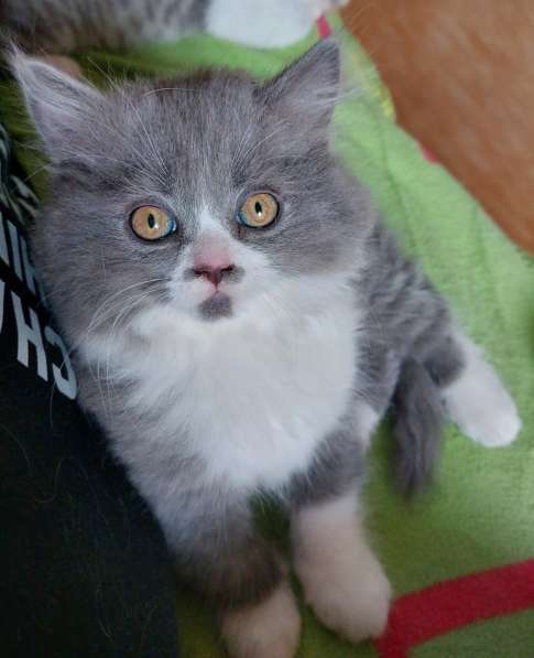 Котята Британской короткошерстной породы в фото 15