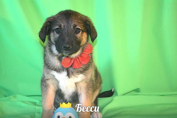 Щенки-девочки Беста, Бетти, Бесси Возраст 2 мес в Санкт-Петербурге фото 12