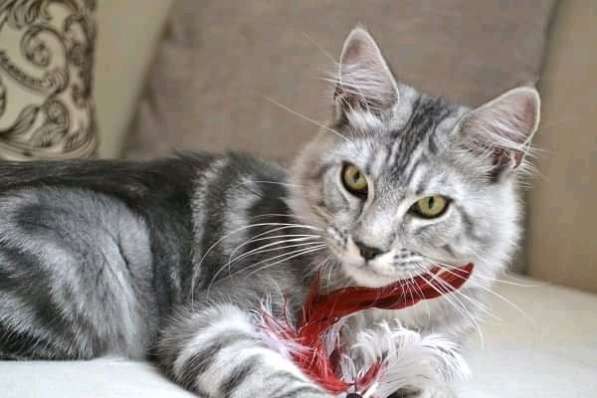 Котята мейн-кун из питомника в фото 10