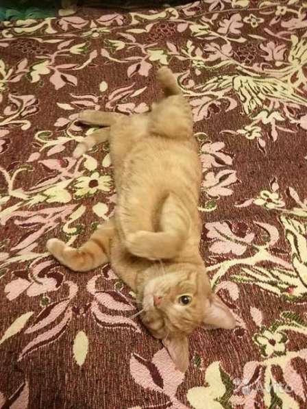 Добрейший солнечный молодой котик Рыжик ищет дом в Москве фото 5