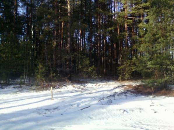 Настоящий Русский Лес, участки со своим лесом в заповедном крае в Нижнем Новгороде фото 11