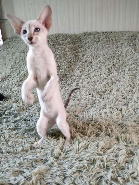 Oriental cat with blue eyes ?