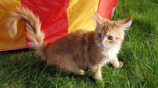 Продаётся красная девочка мейн-кун в Санкт-Петербурге фото 23