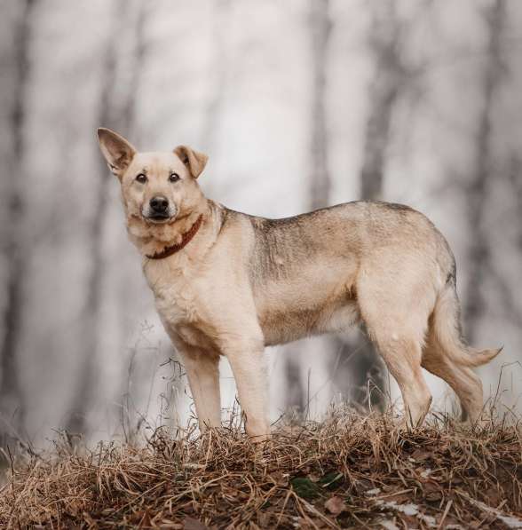 Дюшес - лучший Друг для всей семьи! в Москве фото 7