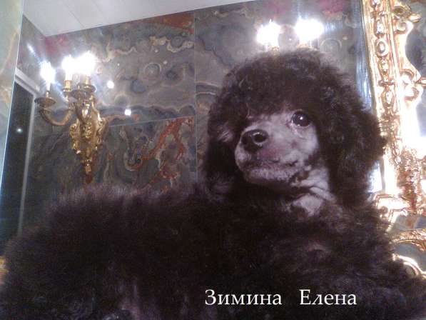 Девочка той-пуделя серебристого окраса в Москве фото 6