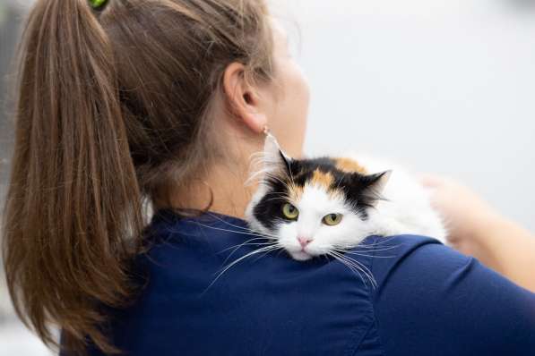 Пушистая трехцветка котенок Кусея ищет дом в Москве фото 3