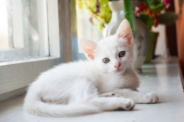 Белый котенок в хорошие руки в фото 6