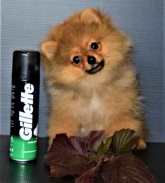 Супер мини лизунчик в Одинцово фото 3