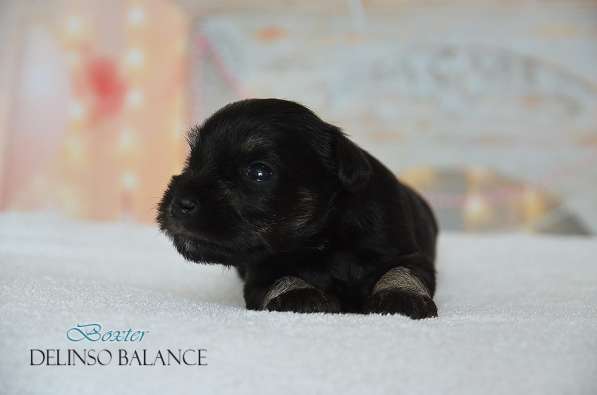 Шикарные щенки цвергшнауцера окраса черный с серебром в фото 21