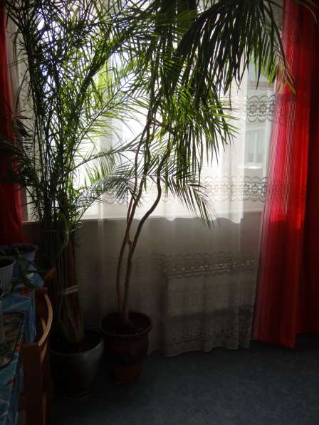 Финиковая пальма 3,5 м в Москве