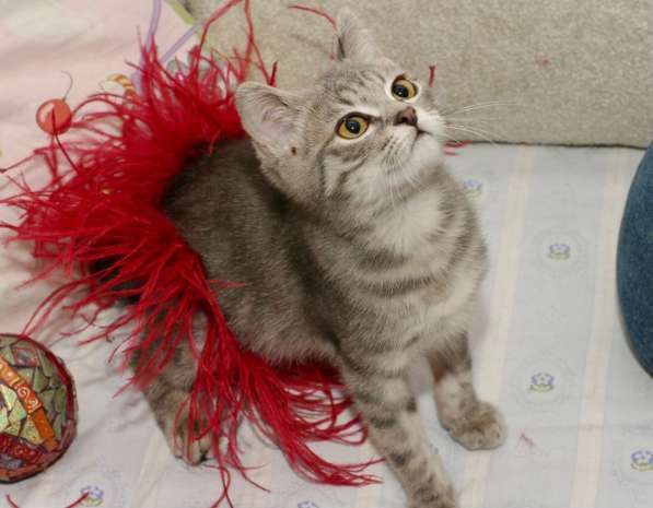 Котенок полосатая девочка Плюша в дар в Москве фото 10