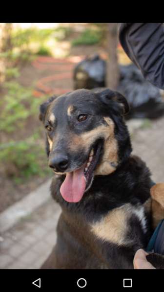 Красавица Лора в добрые руки в Москве фото 9