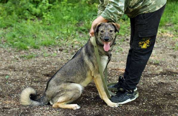 Улыбчивая собачка с рыжими ушками-огоньками в Санкт-Петербурге фото 21